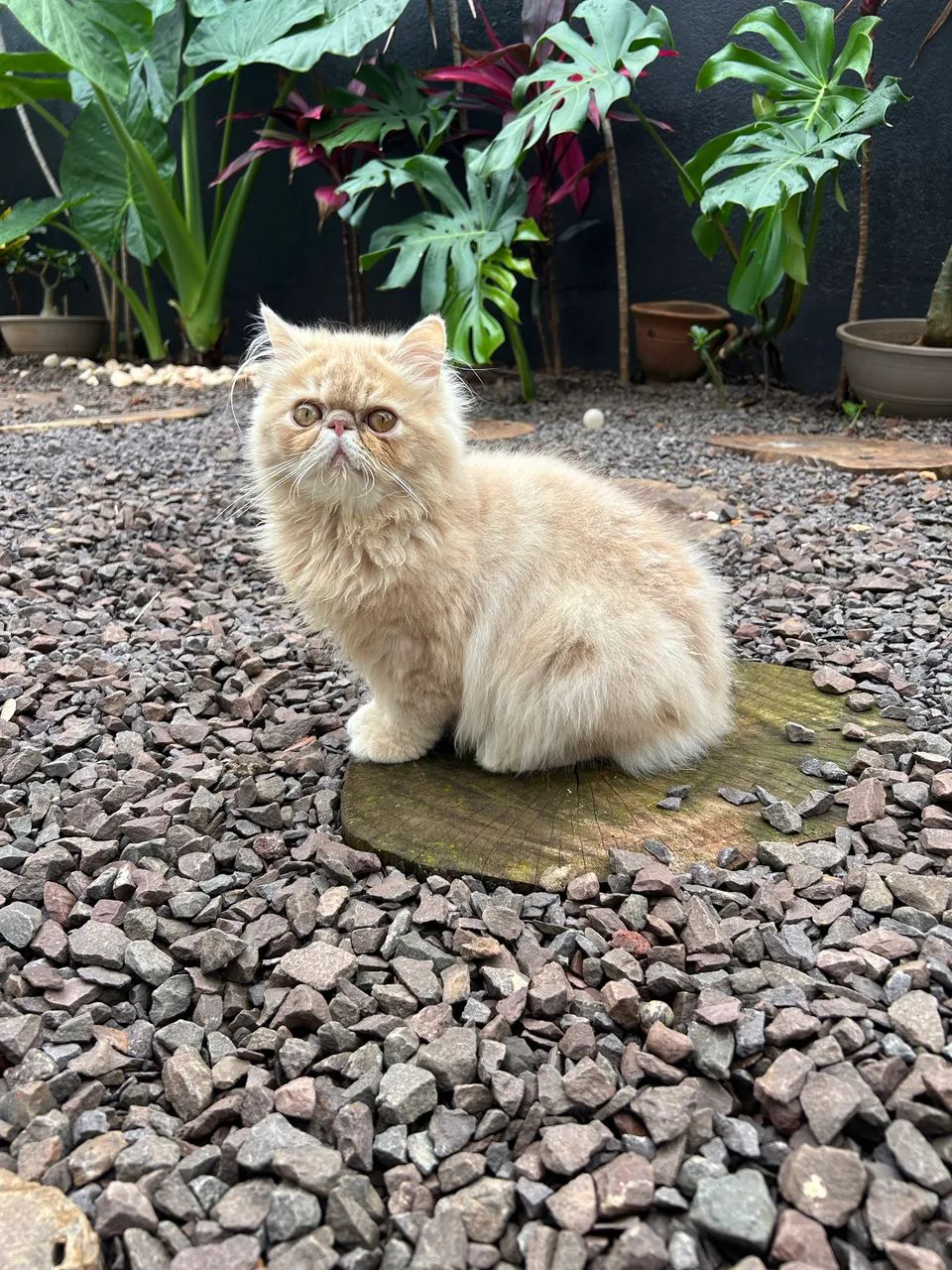 Gato  - Foto 3