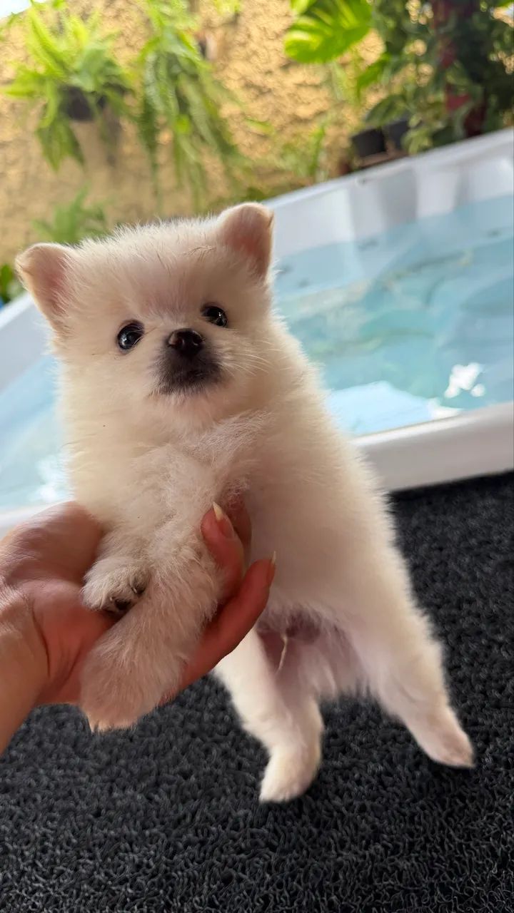 Spitz alemão  - Foto 3
