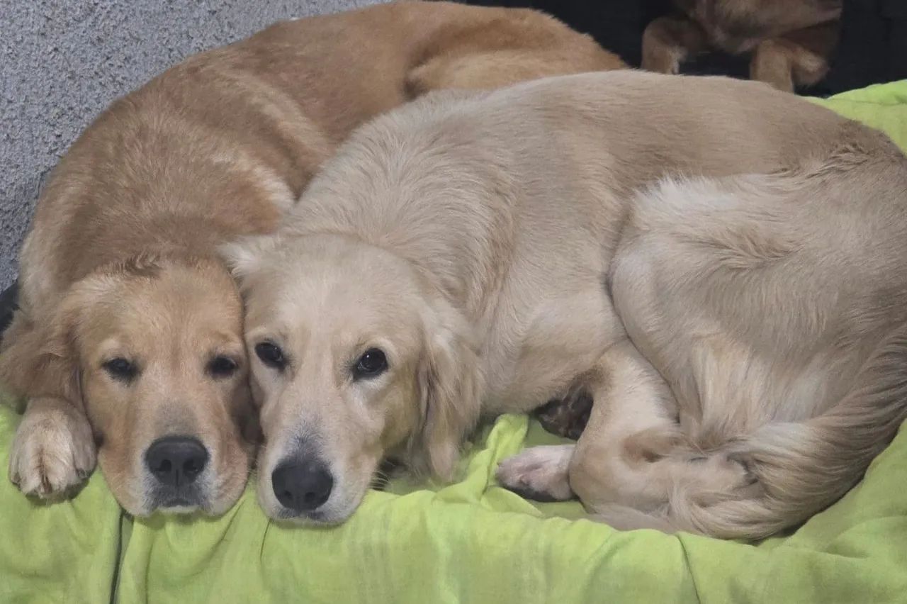 Golden Retriever - Foto 3