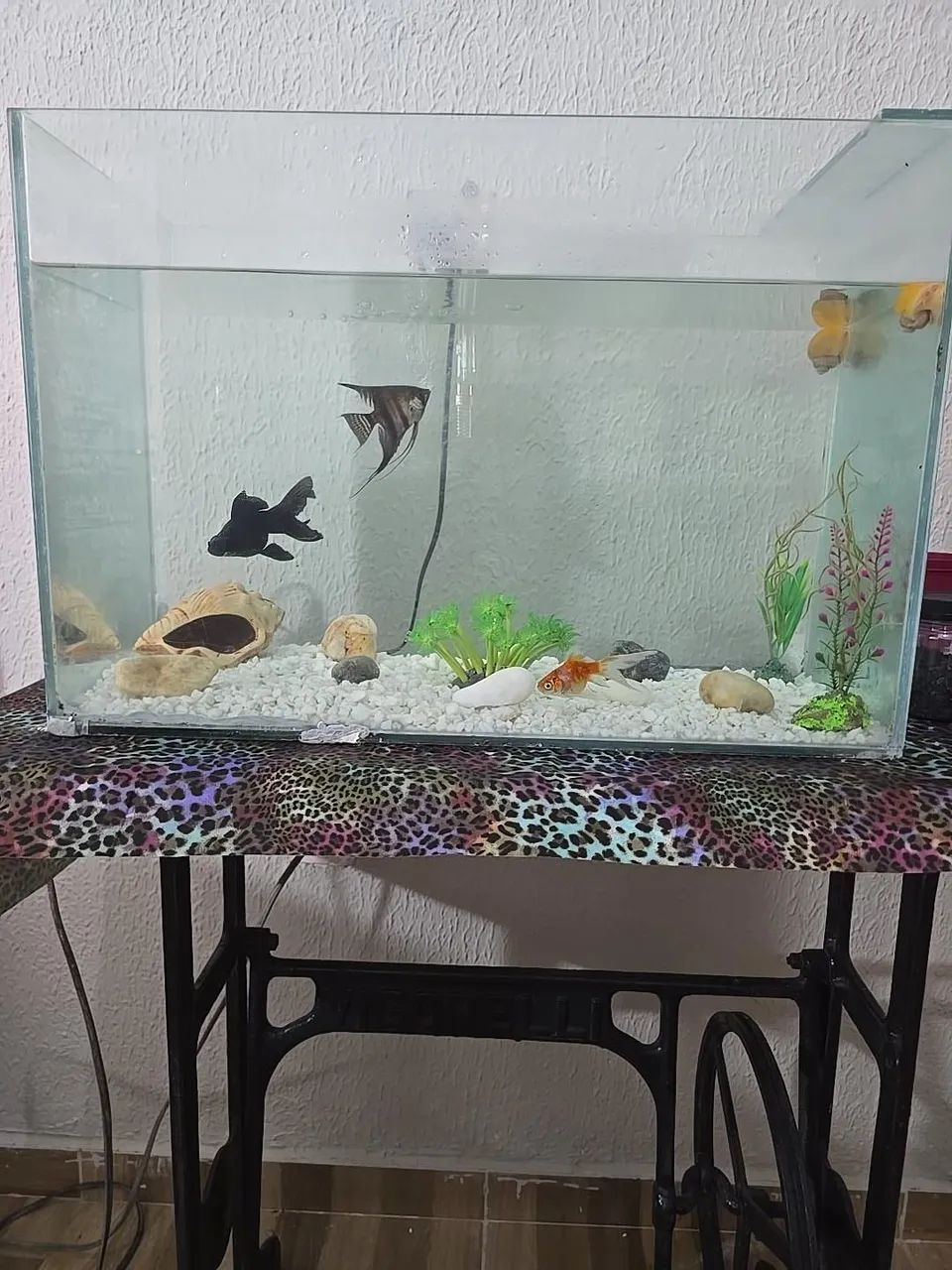 Aquário  - Foto 4