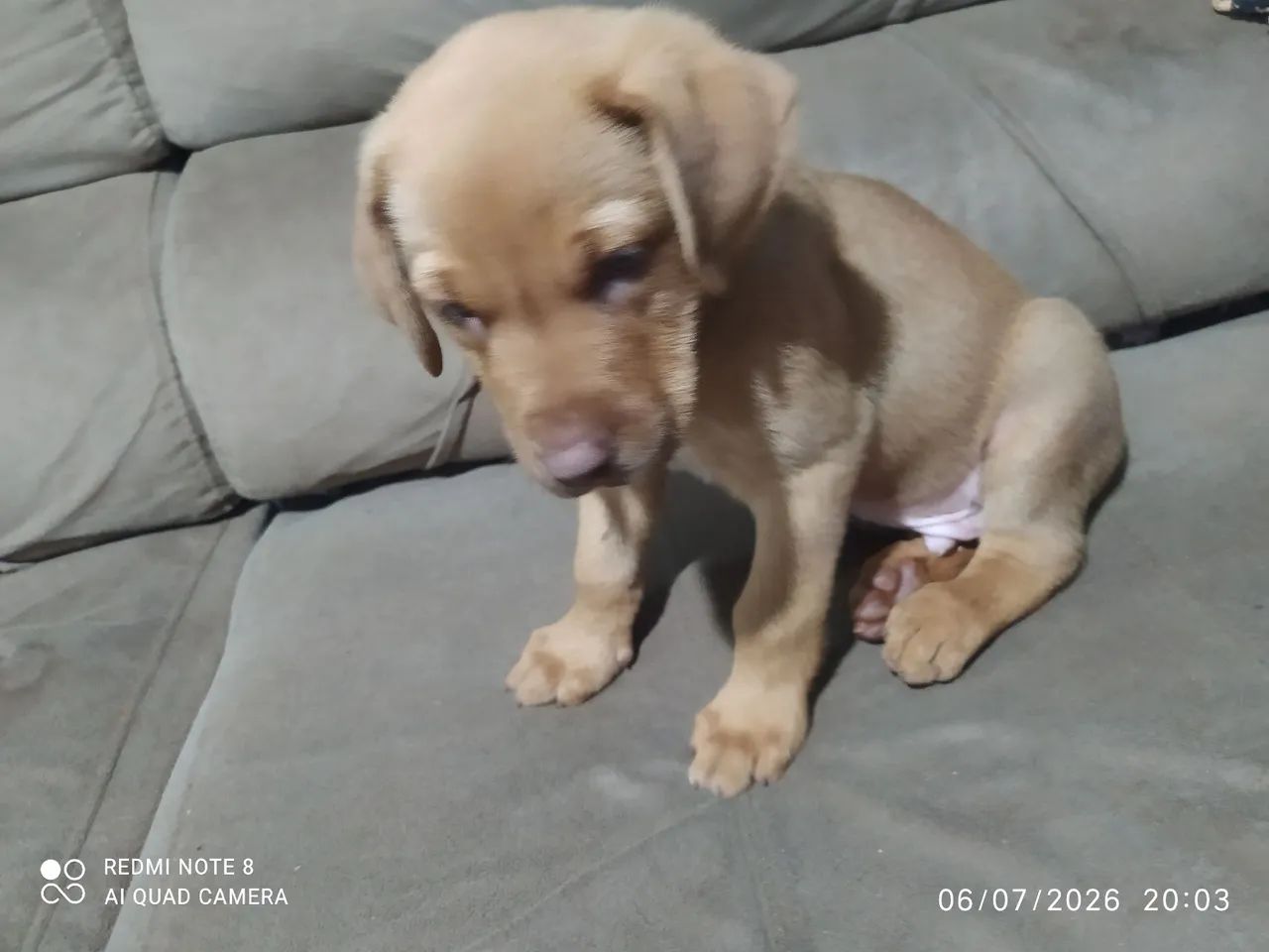 Filhote de pastor alemão com boder Collier  - Foto 4