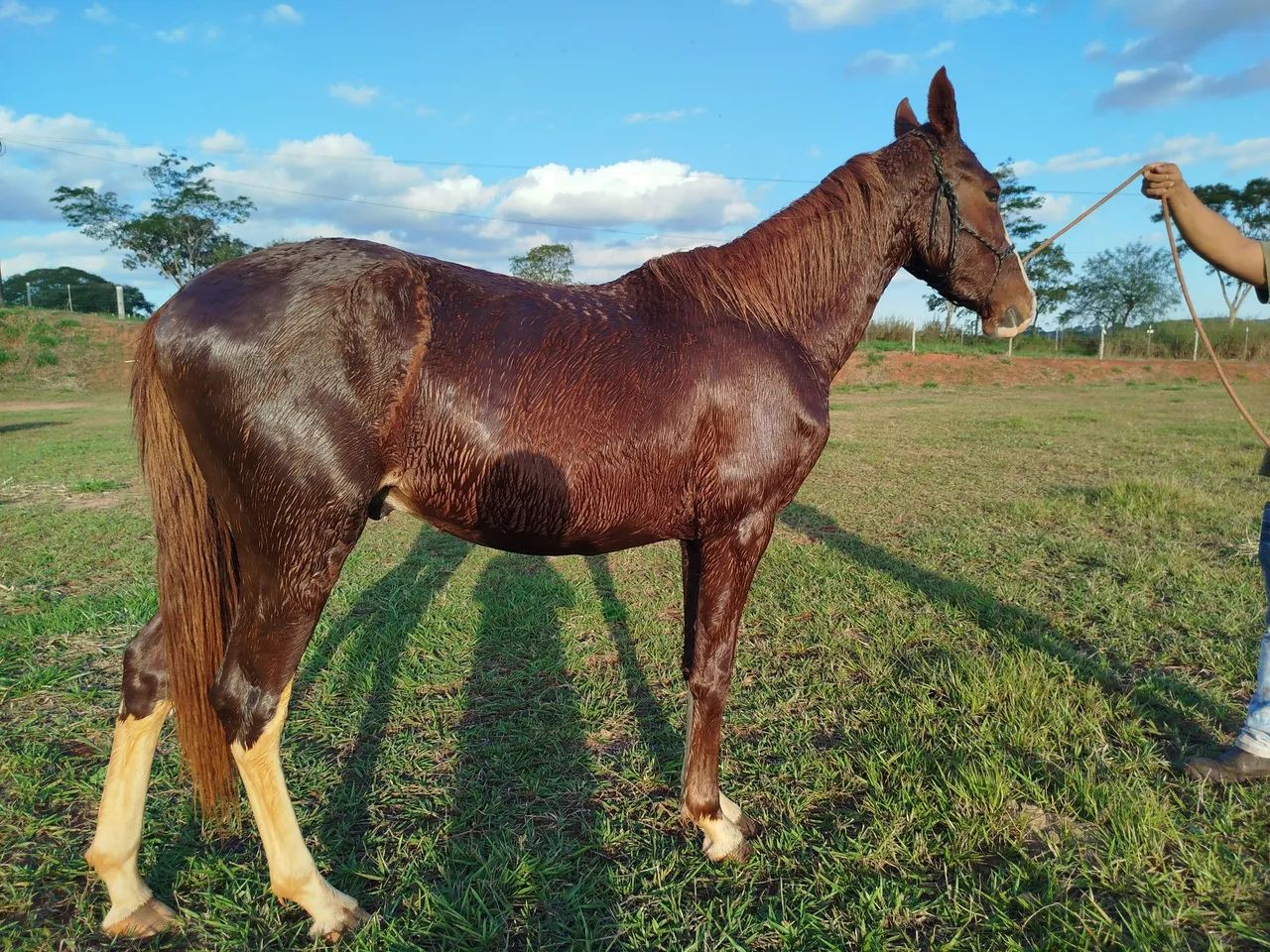 Cavalo mangalarga PO  - Foto 2