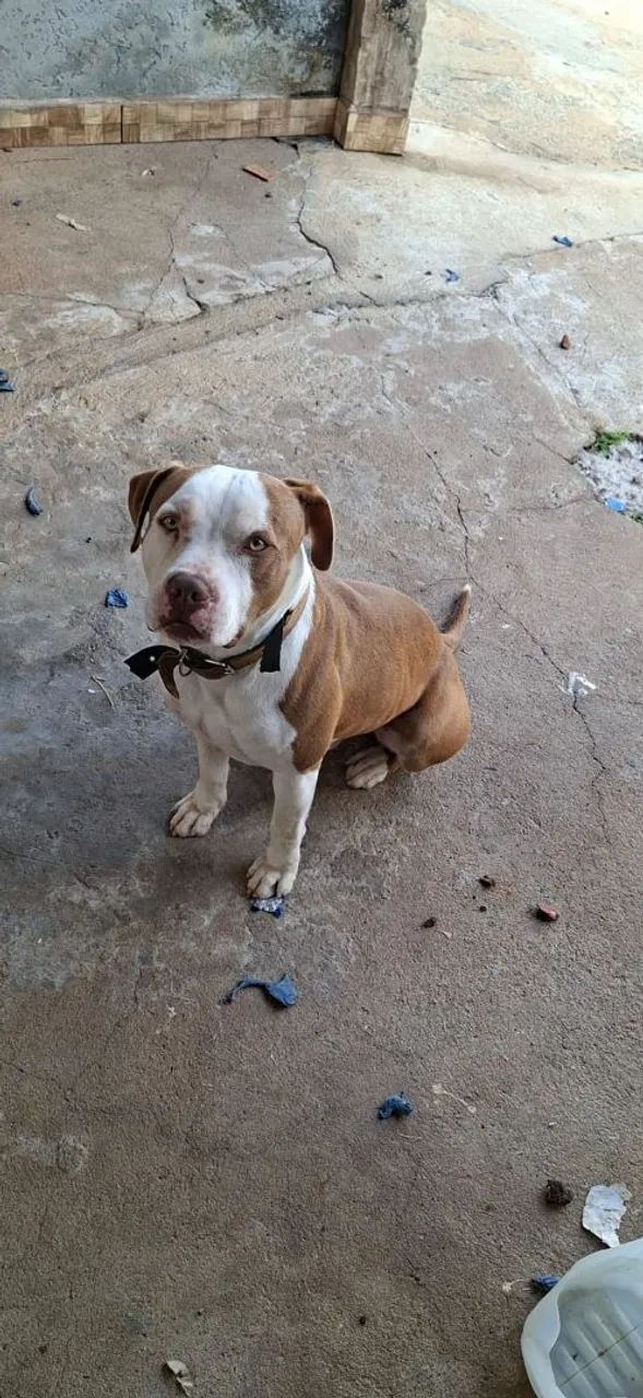 Cachorro  - Foto 5