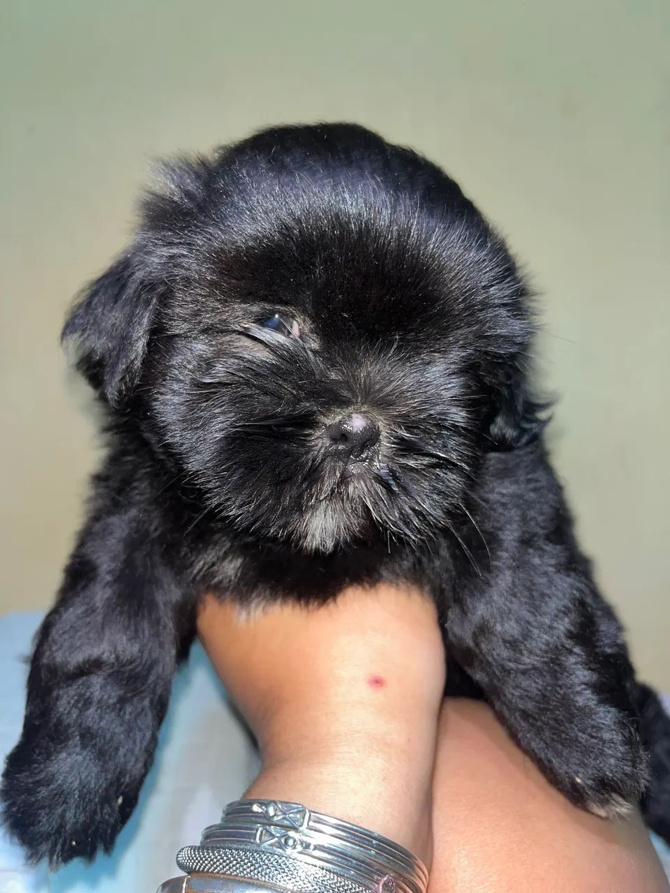 Cachorra Fêmea Shih Tzu - Foto 2