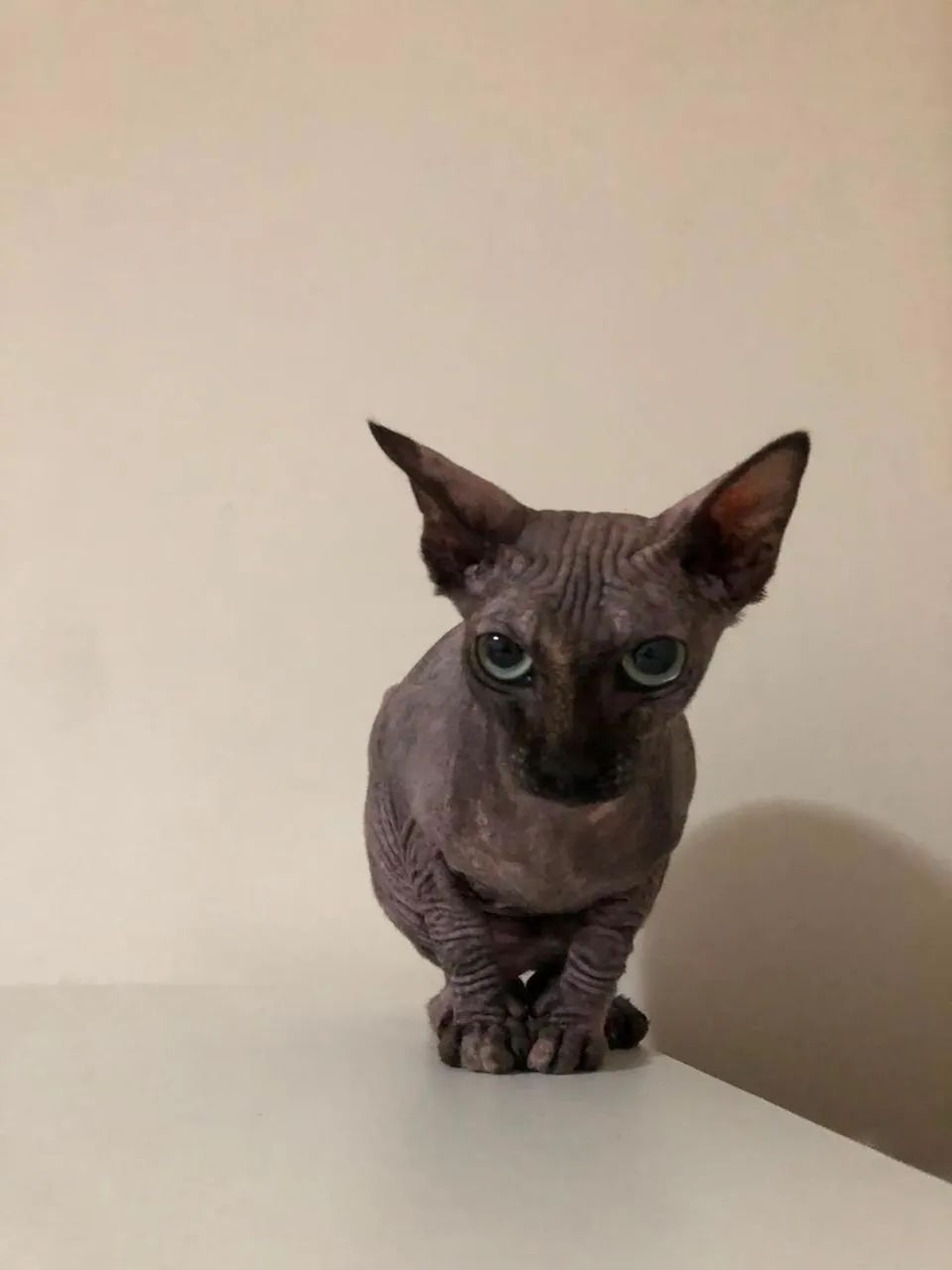 Vendo gato Sphynx  - Foto 2