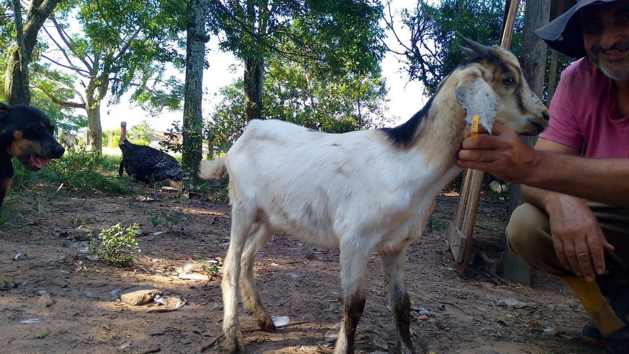 Lote de bicho barbada  - Foto 2