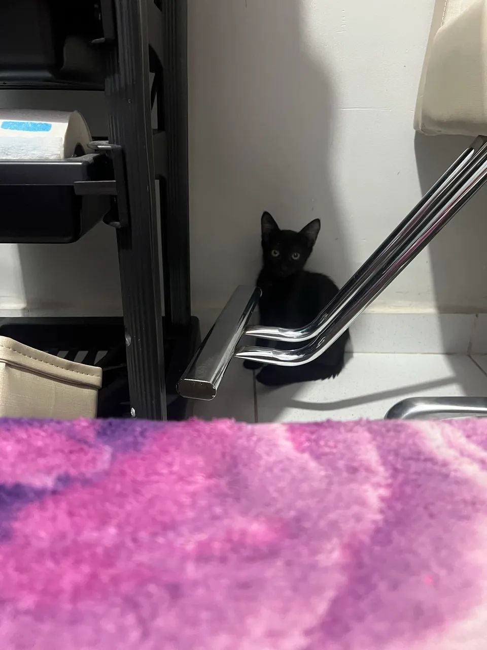Gato  - Foto 2