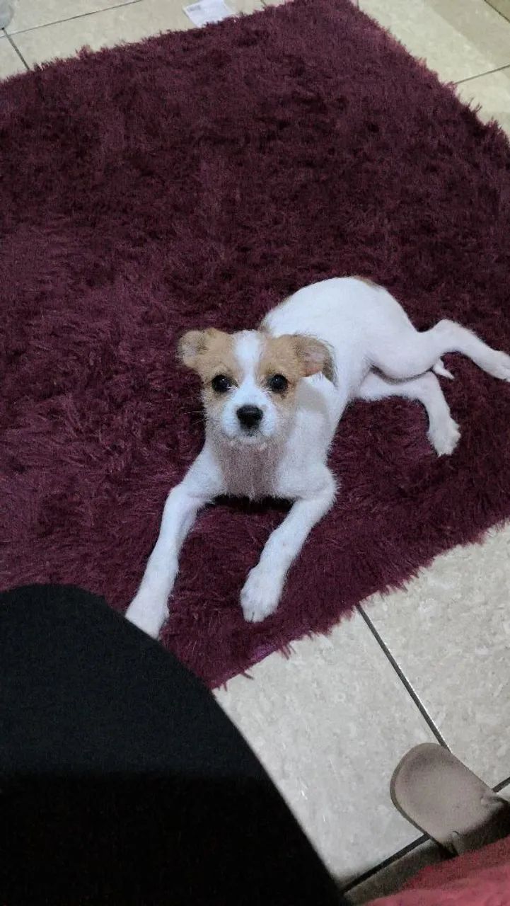 Adoção responsável.  - Foto 2