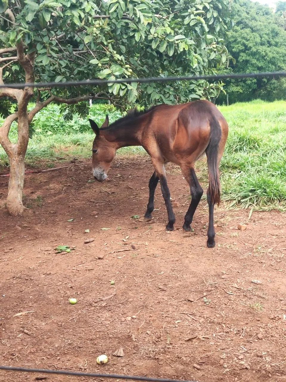 Mula de patrão  - Foto 3