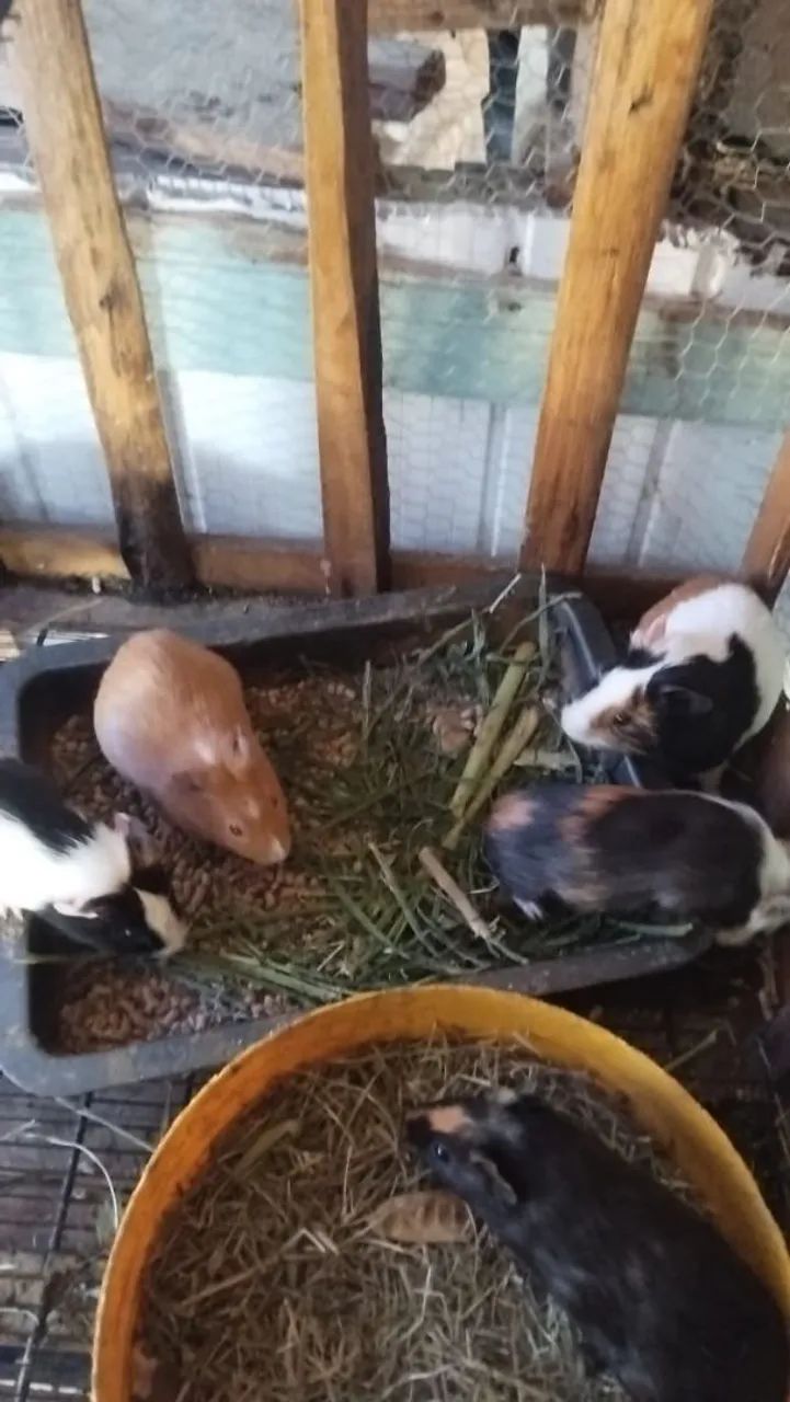 Porquinhos da índia a venda 