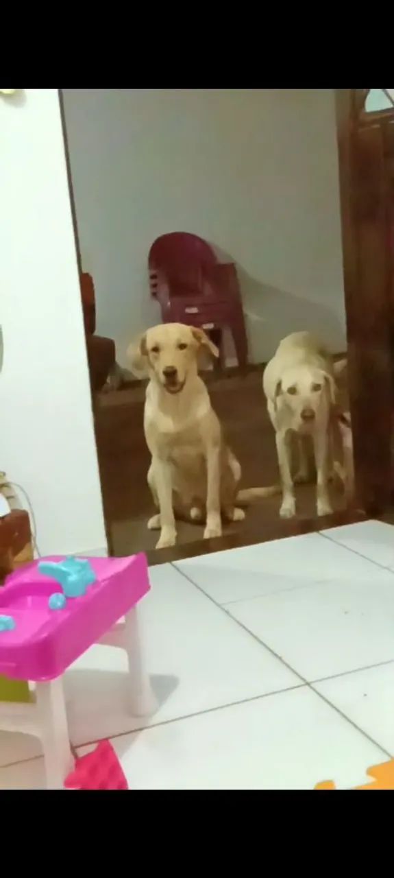 Labrador  - Foto 5