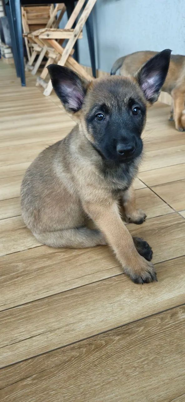 Pastor belga malinois  - Foto 4