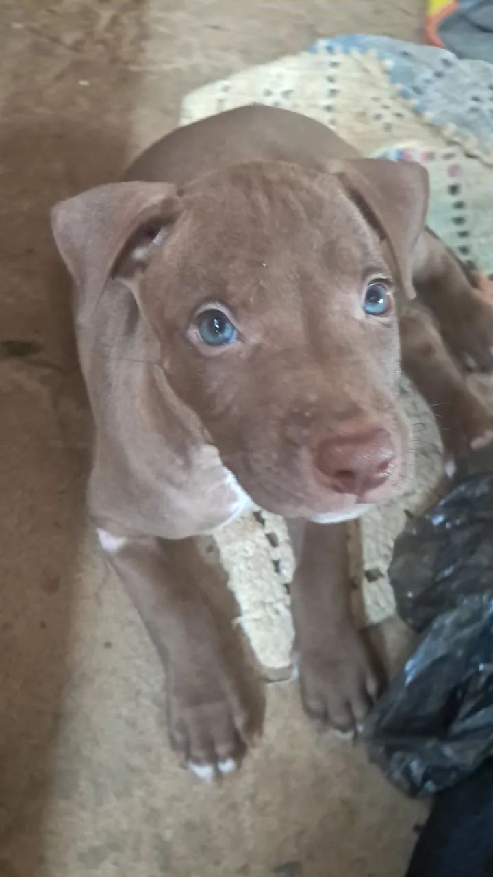FILHOTES DE Pitbull  - Foto 5
