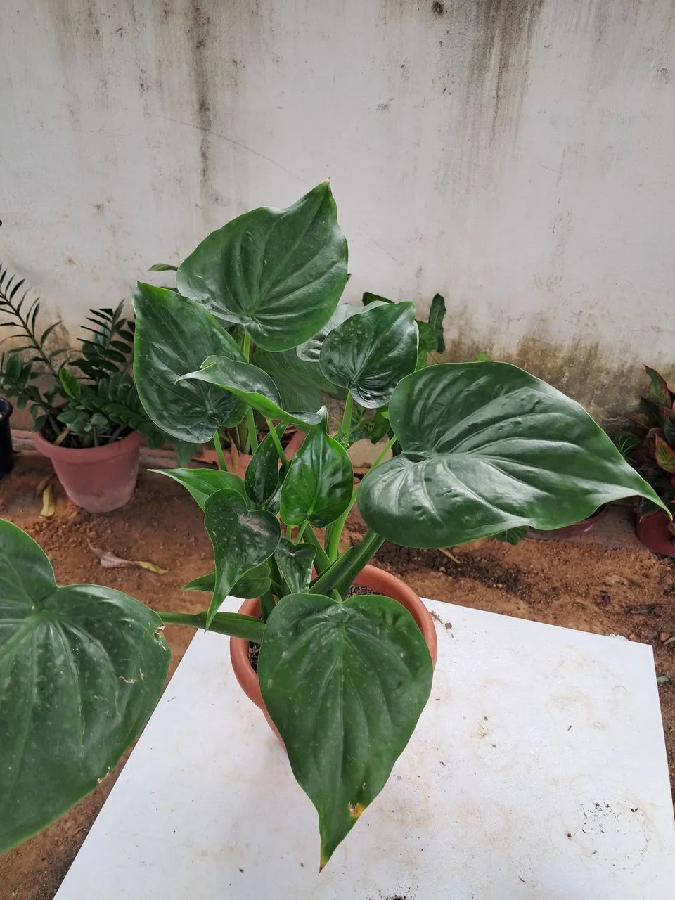 Planta 