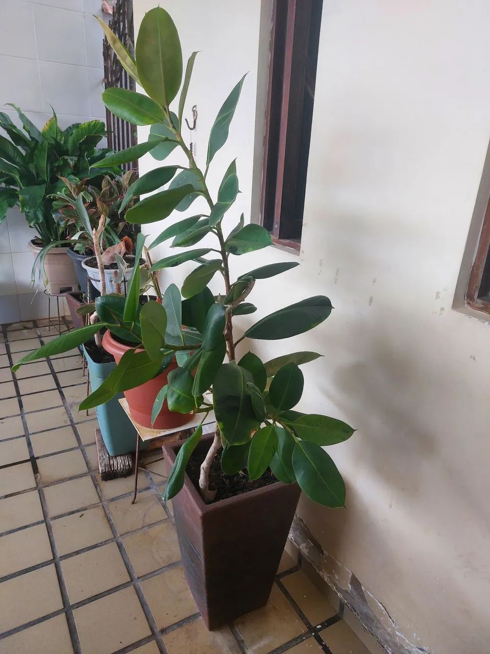 Planta Ficus - Foto 2