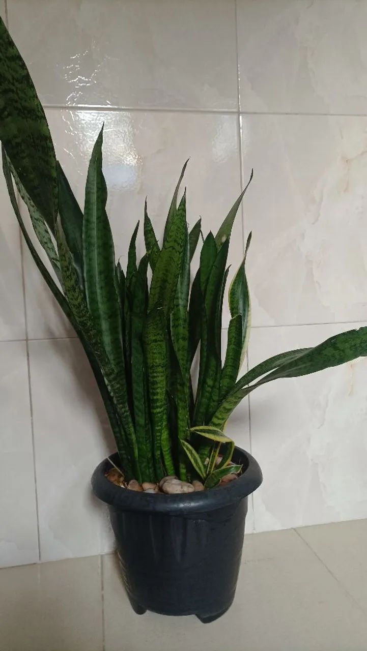 Vende se - Foto 3