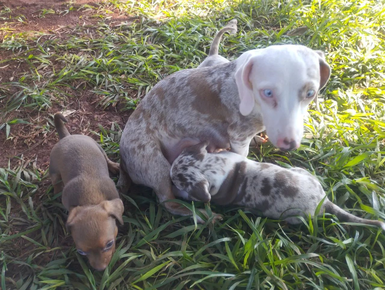 Daschund Kanichen 