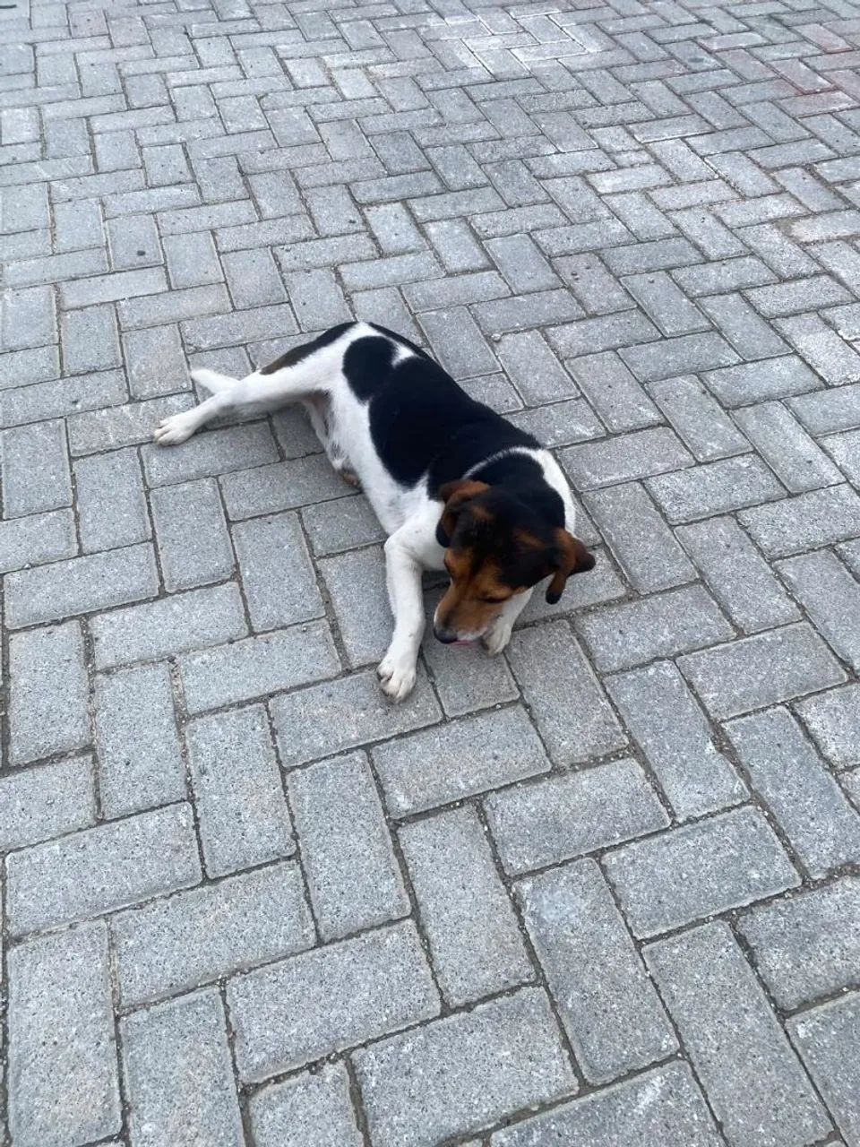 Doação de cão. - Foto 3