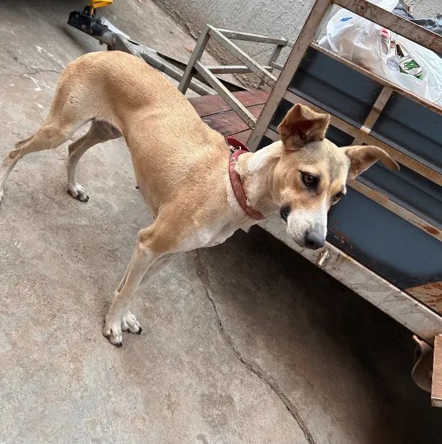 Doação de cachorro - Foto 4