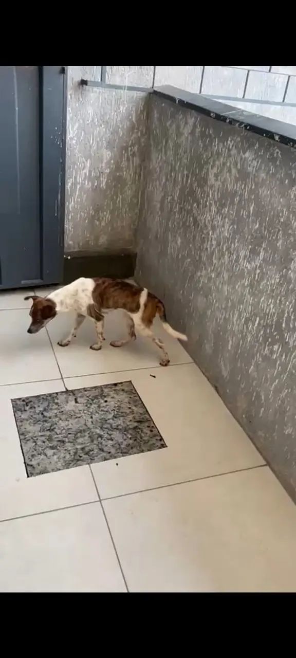 Doação Responsável  - Foto 2