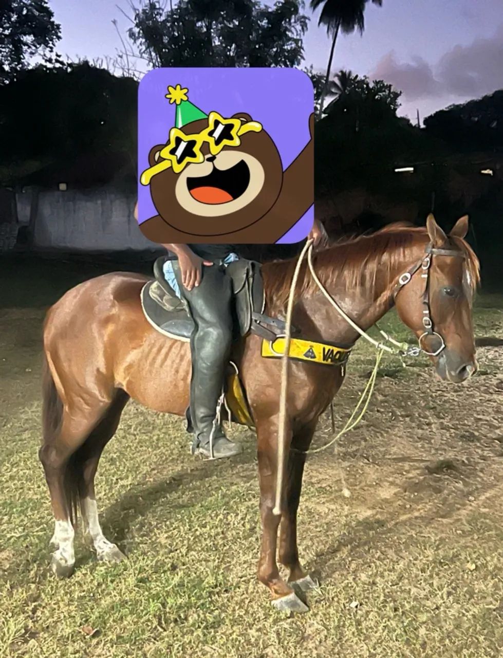Cavalo de Prado treinando pra derrubar boi com documento 