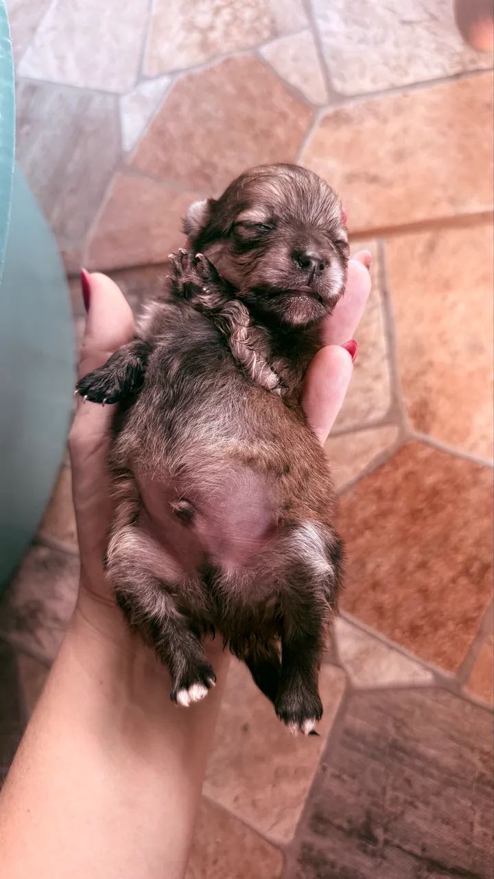 Spitz alemão  - Foto 3