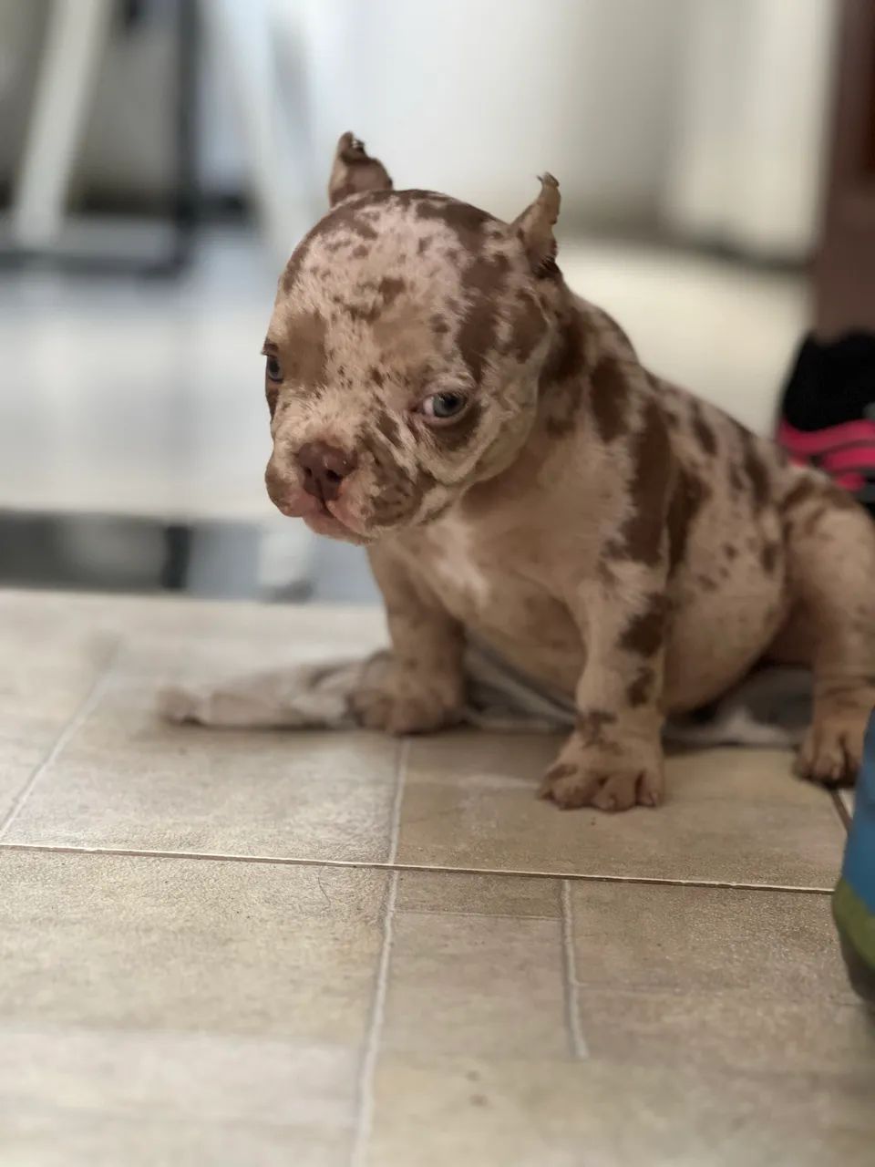 AMERICAN BULLY NANO - EXOTIC