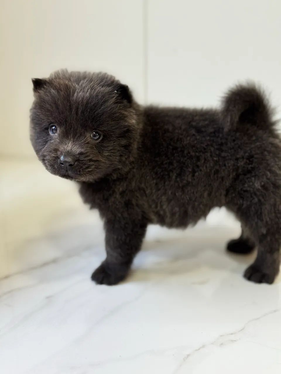 Filhotes de chow chow  - Foto 3