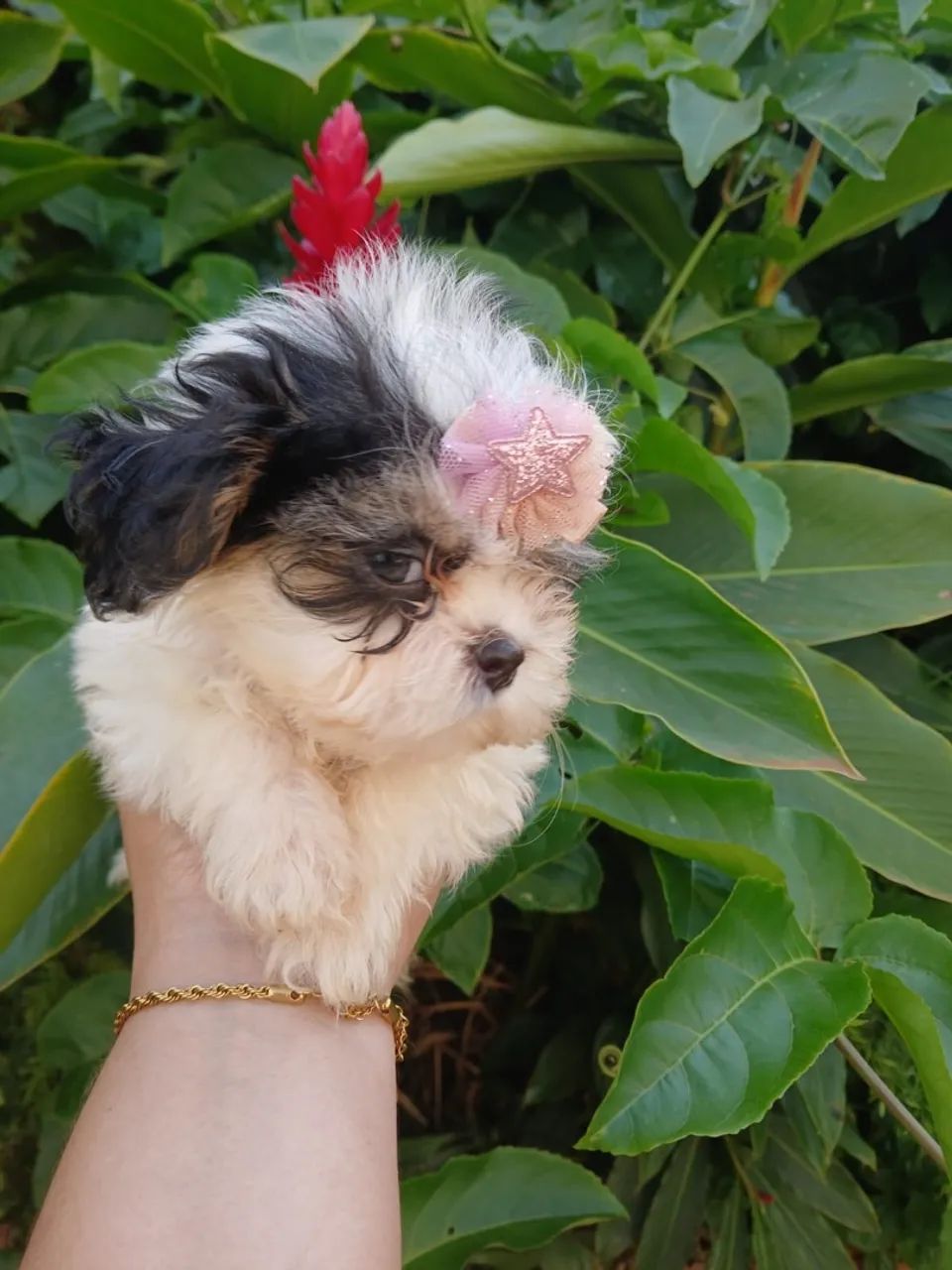 Lhasa Apso