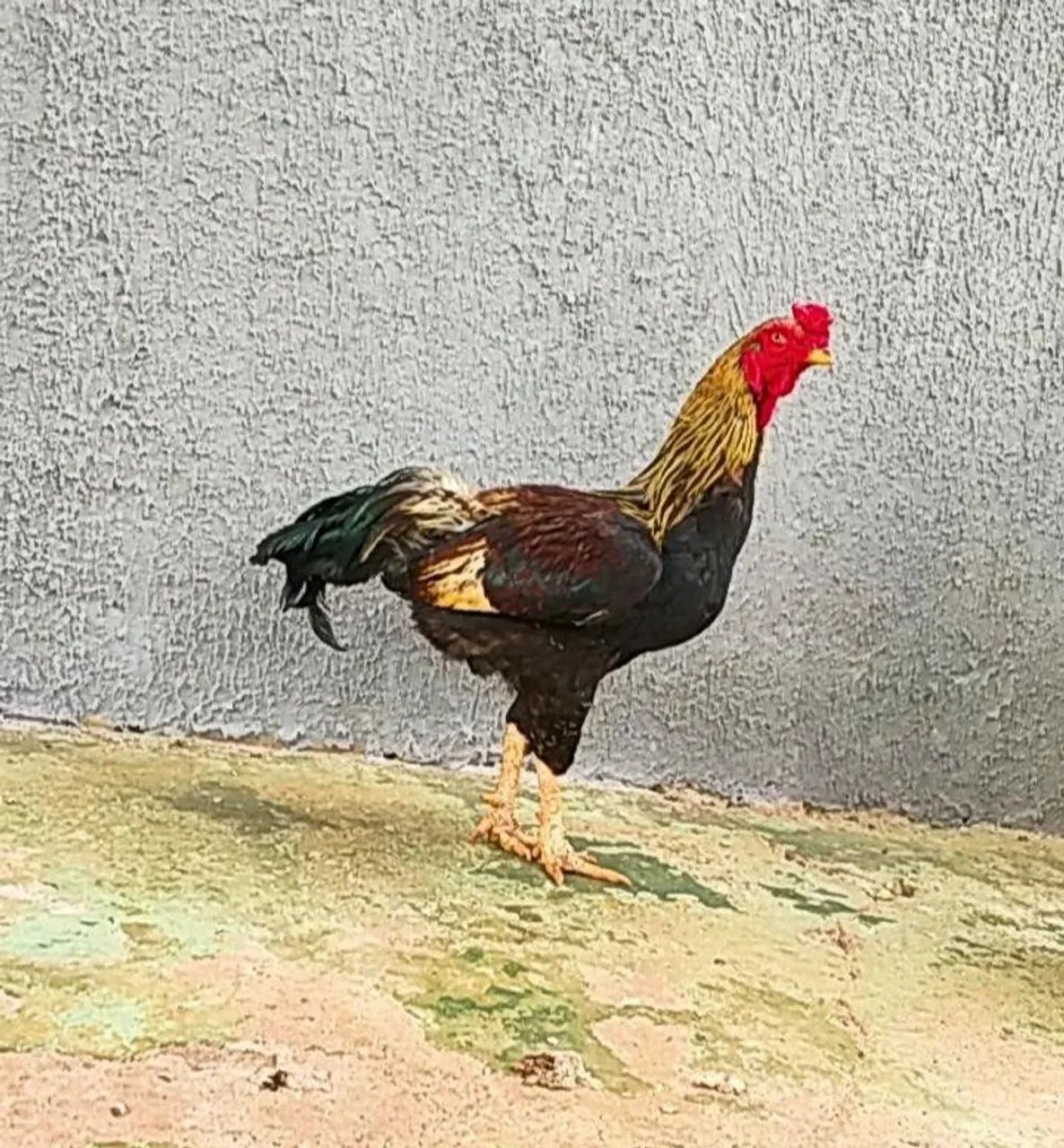 Frangos 