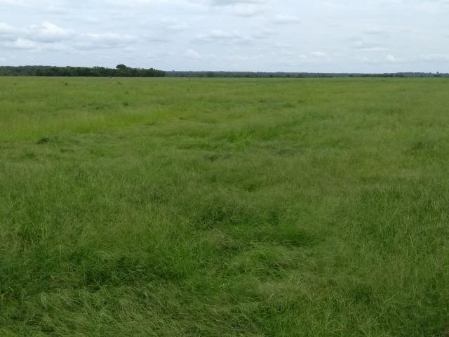 Fazenda 9.900 ha São Felix Do Araguaia - Foto 5