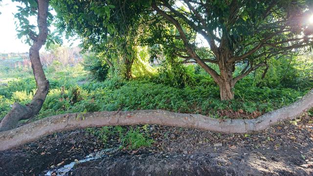 Terreno Praia de porto Mirim - Foto 5