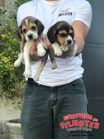 Beagle Bicolor e Tricolor, todos com garantia total de saúde em contrato Whats * - Foto 3