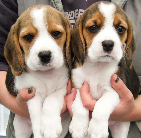 Beagle macho pronto para brincar