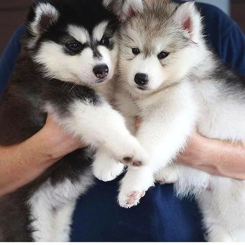 Husky Siberiano Filhotes com procedência total de saúde e raça! *Consulte - Foto 2