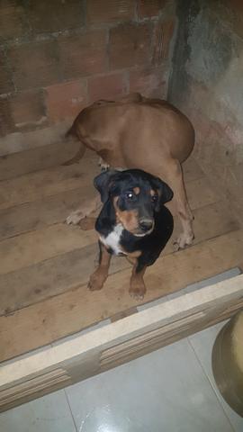 RottWeiler Fêmea (Mestiço) - Foto 2