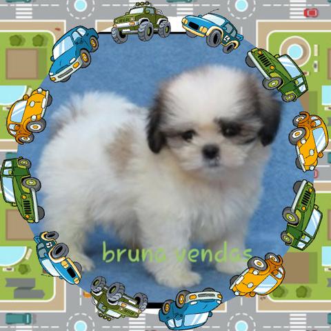 Lindos filhos de lhasa apso