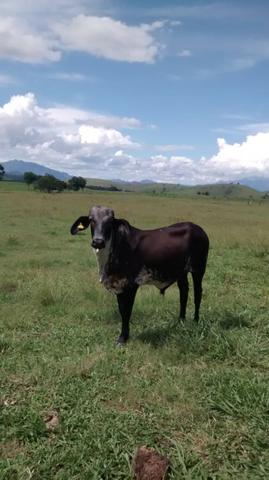 Venda-se ou troco está propriedade de 8.7 alqueires Município cachoeiro Itapemirim/ES - Foto 11