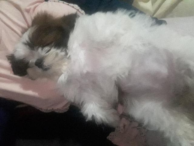 Shitzu - Foto 3
