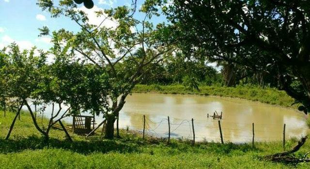 Fazenda Miranda - Foto 4
