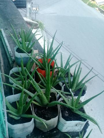 Plantas medicinais e frutiferas