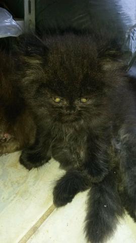 Vende-se filhotes de gato persas!!! - Foto 4