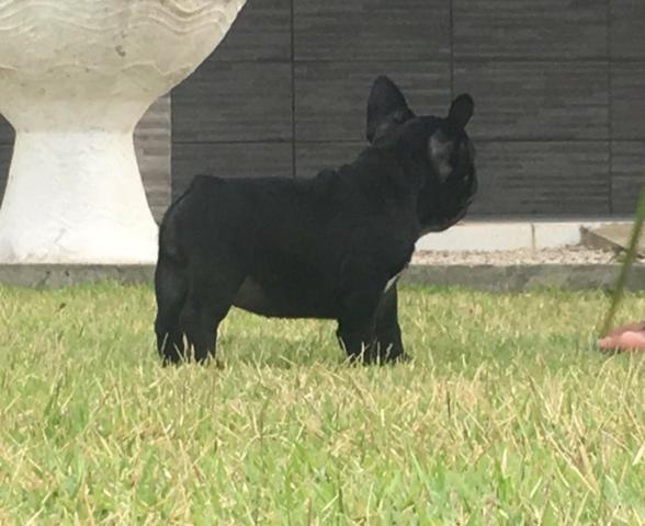 Bulldog francês 52 dias , pedigree , vacinado e vermífugo de auto padrão - Foto 2