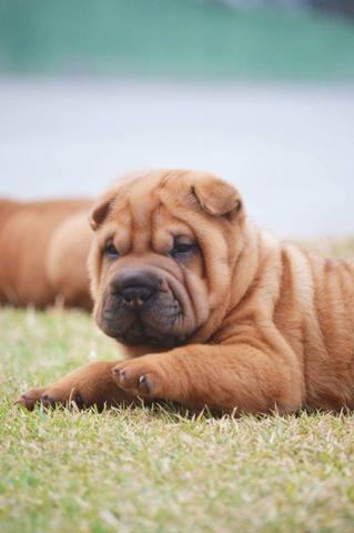 Lindos filhotes de Sharpei - Foto 3