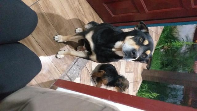 Doar meu cachorro