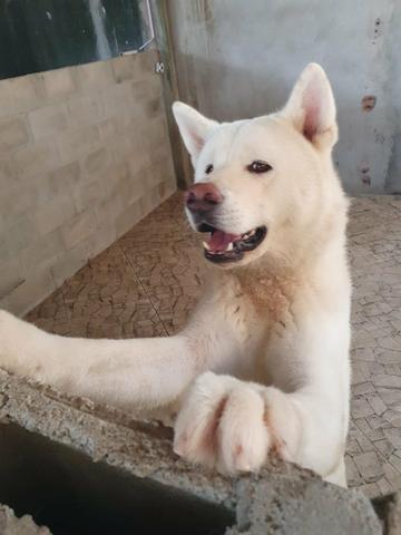 Filhotes de Akita lnu1 - Foto 6