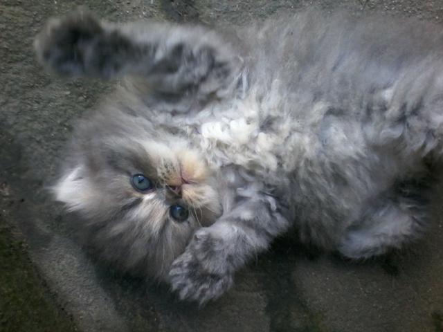 Vende-se filhotes de gato persas!!!