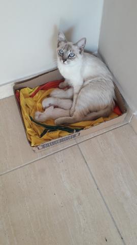 Gatos - Foto 3