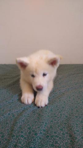 Filhotes de Akita lnu1 - Foto 2