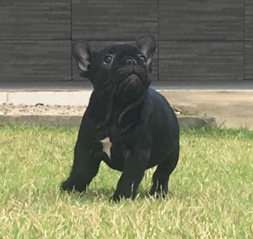 Bulldog francês 52 dias , pedigree , vacinado e vermífugo de auto padrão - Foto 4